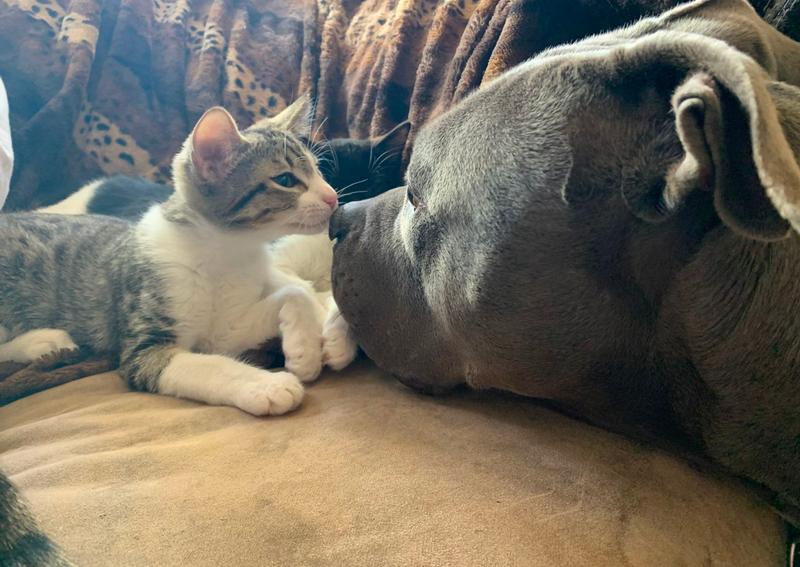 Veterinary Hospital Associates Pueblo Veterinarians